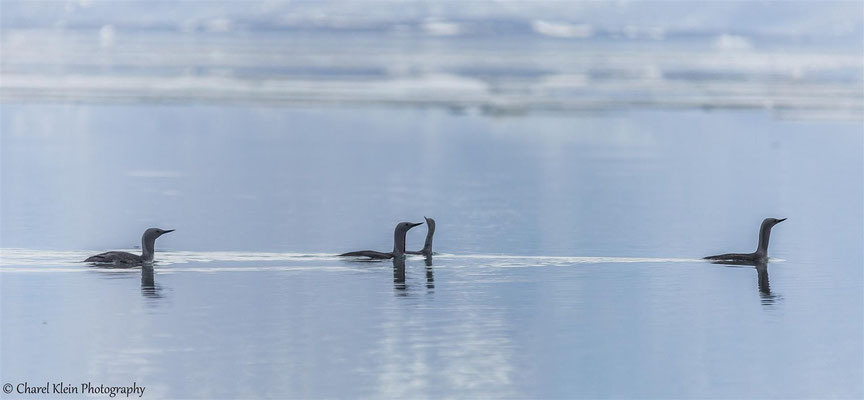 Red-throated Loon   (Gavia arctica)   --   Trail / Karupelv Valley Project / Greenland   --   2015