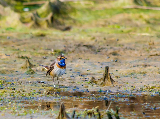 Bluethroat         (Luscinia svecica)    --  Luxembourg