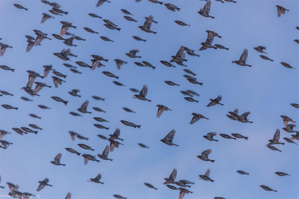 3 Million Bramblings (Fringilla montifringilla) -- Germany 2015