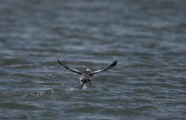 Black Guillemot (Ceppus grylle) -- Zeeland / Netherlands -- December 2014