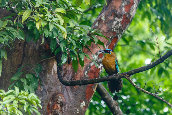 Blue-corwned Motmot (Momotus coerulicepus