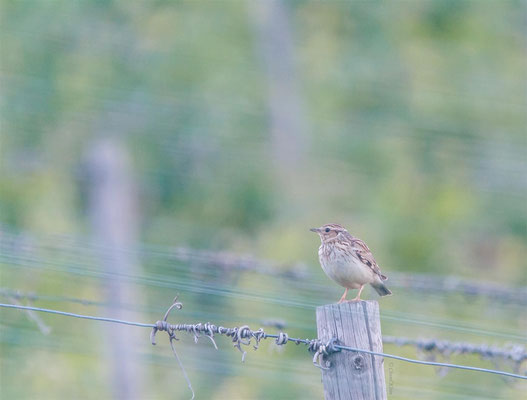 Woodlark (Lullula arborea) / juvenile Woodlark in my vineyards  -- 2014 / Luxembourg