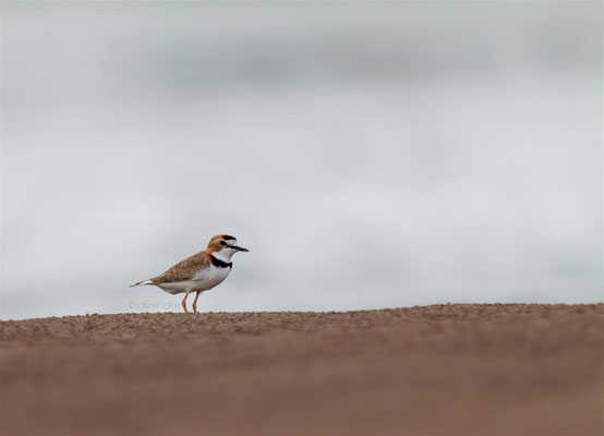 Collared Plover   (Charadrius collaris)  -- Peru / Centro De Rescate Taricaya -- July 2013