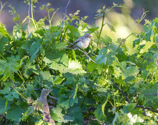 Eastern Olivaceous Warbler (Iduna pallida) -- Birdingtrip Turkey 2015