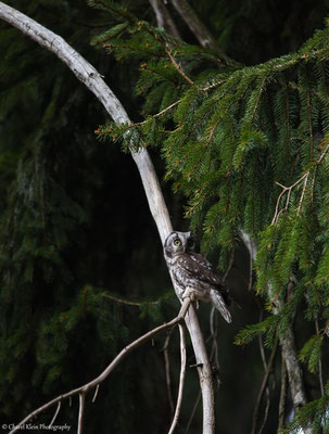 Tengmalm's owl       (Aegolius funereus)   -- Germany