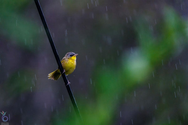 Gray-crowned Yellowthroat (Geothlypis poliocephala)