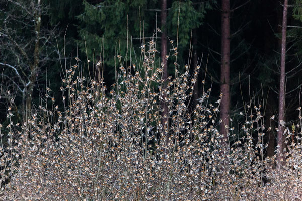 3 Million Bramblings (Fringilla montifringilla) -- Germany 2015