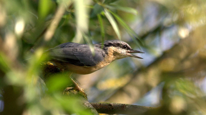 Eurasian Nuthatch     (Sitta europaea)  -- Luxembourg