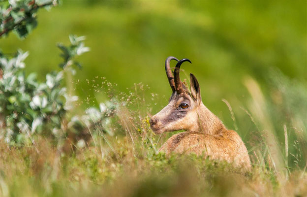 Gämse  |  Chamois    (Rupicapra rupicapra)  -- Alsace / France