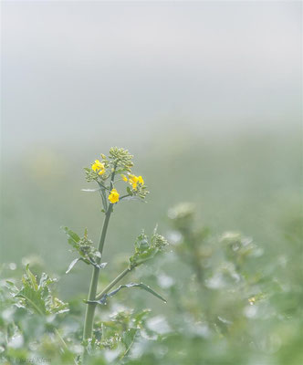 European flowers