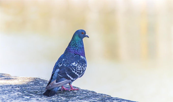 Feral pigeons (Columba livia forma domestica) -- Luxembourg