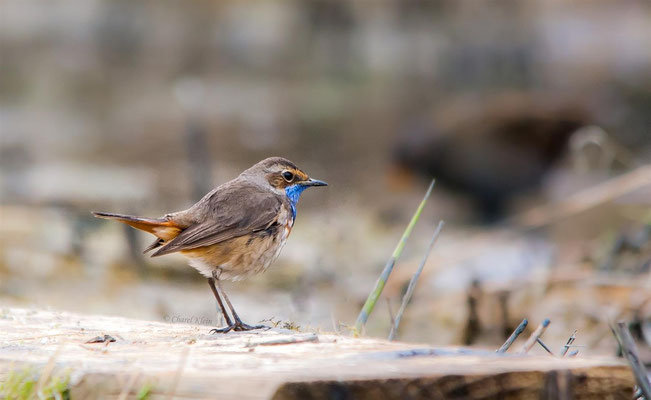 Bluethroat         (Luscinia svecica)    --  Luxembourg