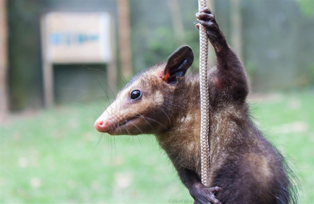 Manicou  |  common opossum (Didelphis marsupialis)  -- Peru / Centro De Rescate Taricaya