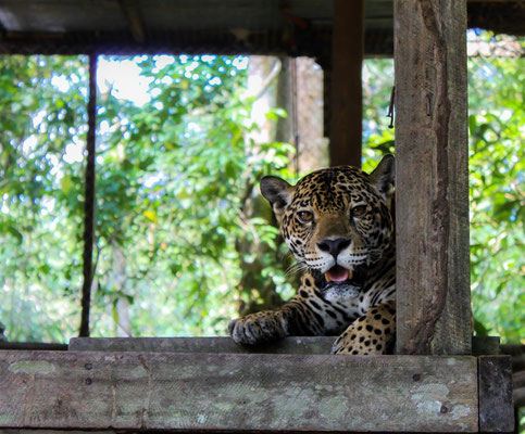 Jaguar -- Peru / Centro De Rescate Taricaya