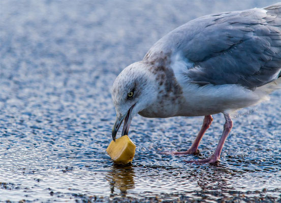 Hering Gull   (Larus argentatus) -- Zeeland / Netherlands