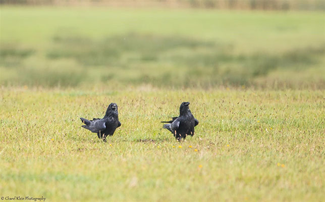 Common Raven   (Corvus corax)   --   Darss / Germany   --   September 2014