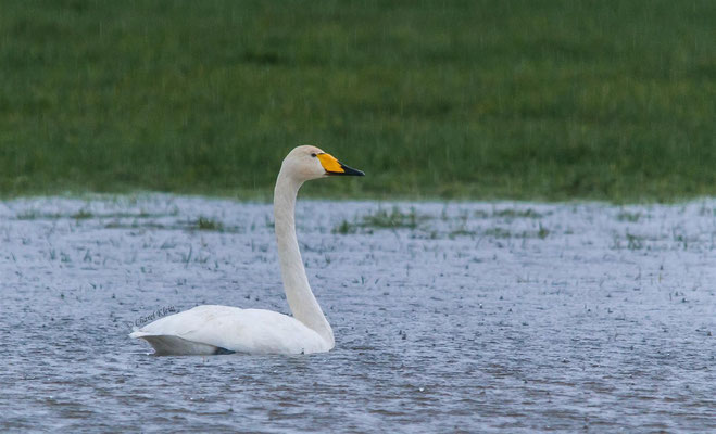 Whooper Swan (Cygnus cygnus) -- Luxembourg