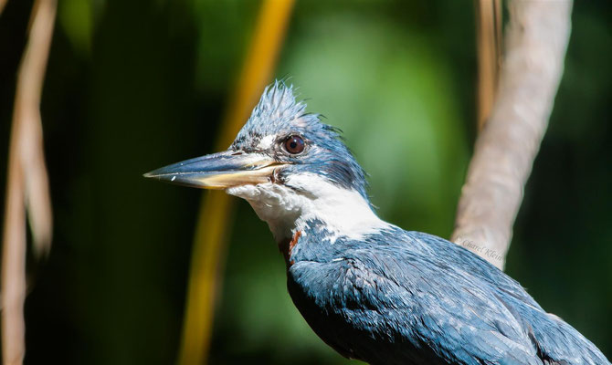 Ringed Kingfisher (Megaceryle torquata) -- Peru / Centro De Rescate Taricaya