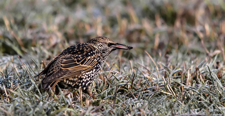 Common Starling     (Sturnus vulgaris)  -- Luxembourg