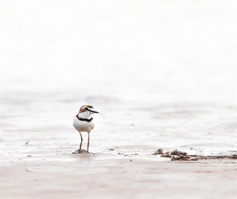 Collared Plover   (Charadrius collaris)  -- Peru / Centro De Rescate Taricaya -- July 2013