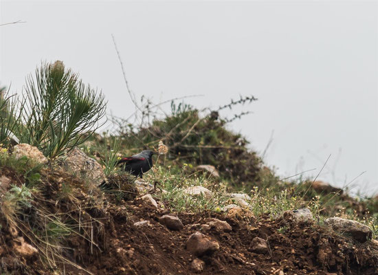 Wallcreeper    (Tichodroma muraria)    -- Birdingtrip Turkey 2015