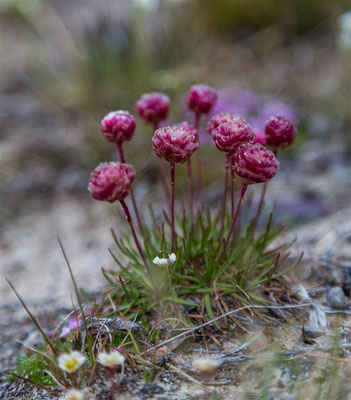 Arctic flowers -- Greenland 2015