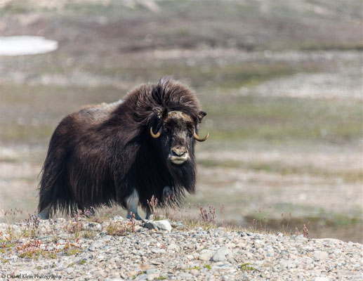 Muskox    (Ovibos moschatus)    --   Traill / Karupelv Valley Project / Greenland   -- 2015