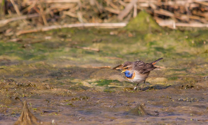 Bluethroat         (Luscinia svecica)    --  Luxembourg