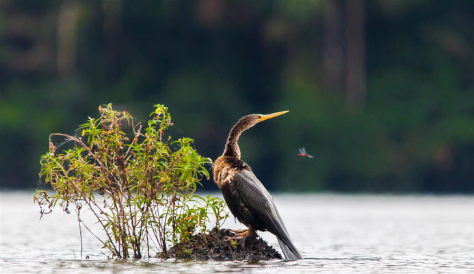  Anhinga    (Anhinga anhinga) -- Peru / Centro De Rescate Taricaya