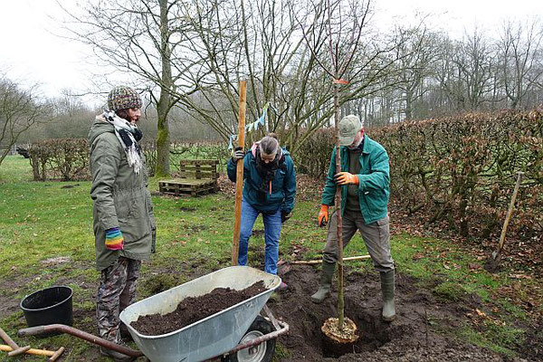 Monika, Corinna, Hans-Jürgen setzen den Baum ins Erdreich
