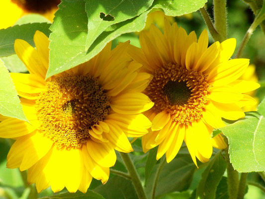 Jardin
