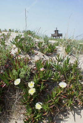 Plage de Beauduc ( 13 )