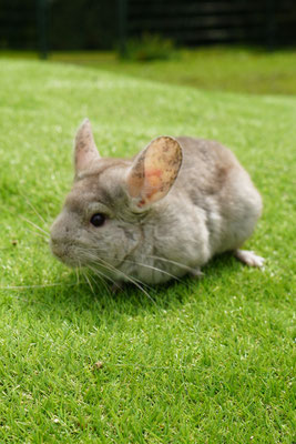 Chinchilla: Max