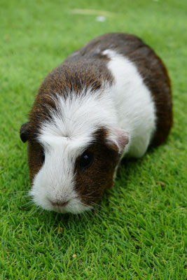 Cavia: Molly