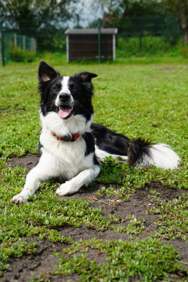 Hond: Selly