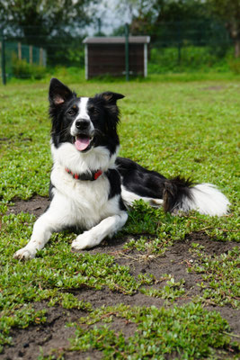 Hond: Selly