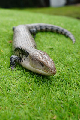 Blauwtongskink: Bluey