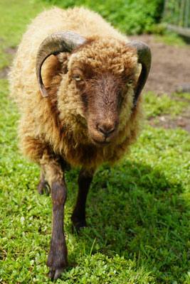 Schaap: Pablo