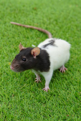 Tamme rat: Belle