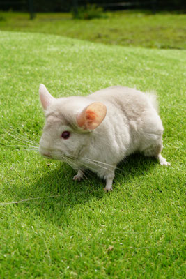 Chinchilla: Fifi