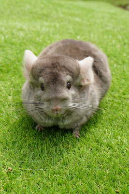 Chinchilla: Bolt