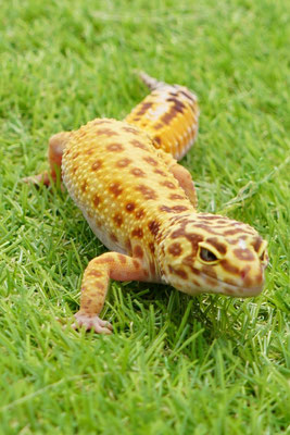 Luipaard gekko: Lena