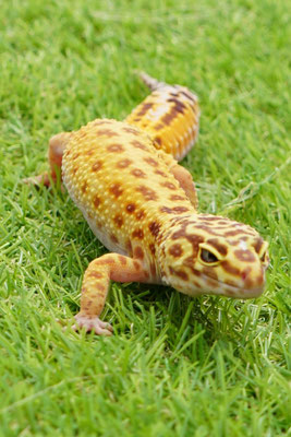 Luipaard gekko: Lena