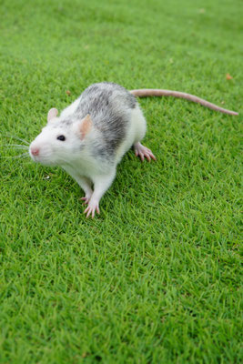 Tamme rat: Ariel