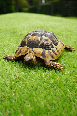 Griekse landschildpad: Emma