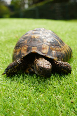 Griekse landschildpad: Sophie