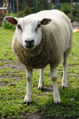 Schaap: Dexter