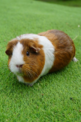 Cavia: Polly