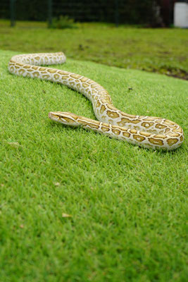 Tijger python: Kaa
