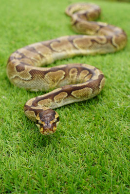 Koningspython: Naga
